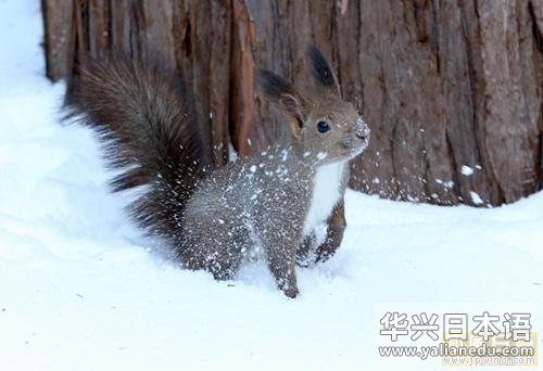 虾夷栗鼠在雪中“探险”天气越冷耳毛越长（图）