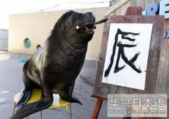 横滨水族馆为海狮表演展开特训