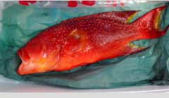 日本东京都一市场卖出一条有毒鱼 暂无法确定买