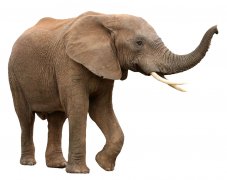 69岁！日本最高龄大象去世